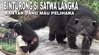 BINTURONG SATWA LANGKA YANG BANYAK PENGGEMARNYA [upl. by Leighland]