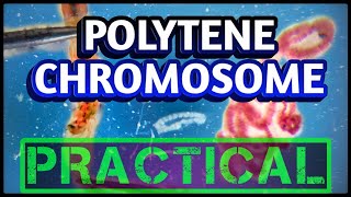 Polytene Chromosomes from Salivary glands  Dissection of Chironomus larvae [upl. by Alonso477]