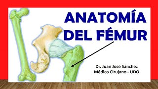 🥇 Anatomía del FÉMUR Fácil Rápida y Sencilla [upl. by Pompea341]