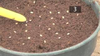 How To Plant Seeds In Pots  Gardening Ideas Tips amp Advice  Homebase [upl. by Arreyt656]