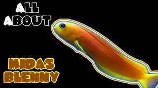 All About The Midas Blenny [upl. by Sakovich]