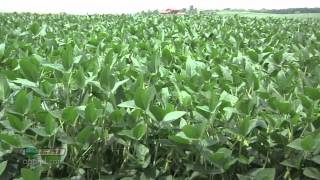 Farm Basics 738Soybean Growth Stages Air Date 52712 [upl. by Odrautse]