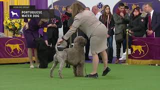 Portuguese Water Dogs  Breed Judging 2019 [upl. by Leirol]