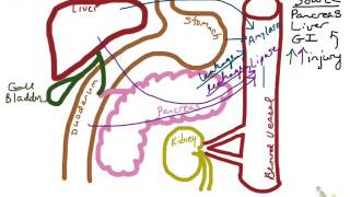 Amylase amp Lipase [upl. by Ennylcaj]