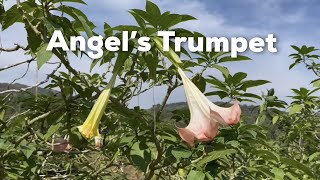 Angel’s Trumpet [upl. by Aissela]