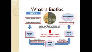 Biofloc Fish Farming Online Training Part 01 [upl. by Iney]