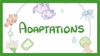 GCSE Biology  Adaptations 79 [upl. by Jimmie501]