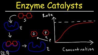 Enzymes  Catalysts [upl. by Burtie]