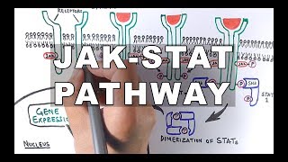 JAKSTAT Signalling Pathway [upl. by Silrac]