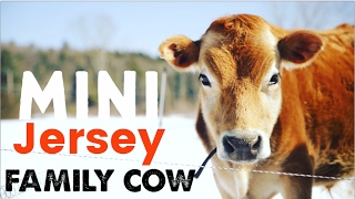 Mini Jersey Cow  The Perfect Miniature Family Cow [upl. by Bonnibelle]