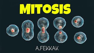 Mitosis 3D animation cell division  Mitose [upl. by Saville]