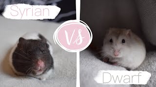 Syrian Or Dwarf Hamsters [upl. by Rosalee]