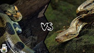 GREEN ANACONDA VS RETICULATED PYTHON  Who is the king of the snakes [upl. by Rehtse]