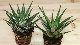 Haworthia fasciata  ZebraHaworthie  Zebra Plant [upl. by Adiela]