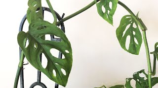 How to Repot Monstera adansonii  Swiss Cheese or Monkey Mask House Plant Care [upl. by Roxane]