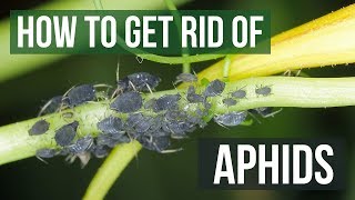 How to Get Rid of Aphids Guaranteed 4 Easy Steps [upl. by Morgen]