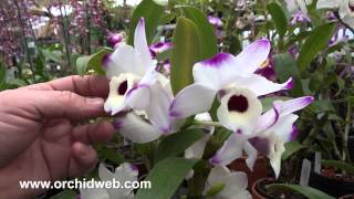 OrchidWeb  Dendrobium Nobile Orchid Hybrid [upl. by Adnirod]