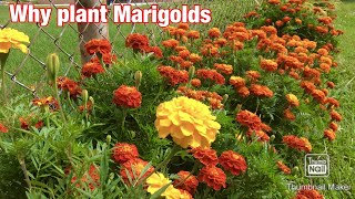 Why plant Marigolds [upl. by Bohlen]