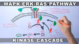 MAPKERK Signaling Pathway [upl. by Francisco]