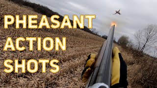 Pheasant Hunting Action Shots  Compilation Video [upl. by Killam613]