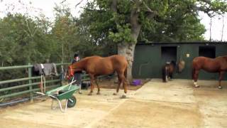 Horse Management at Cirencester College [upl. by Houlberg]