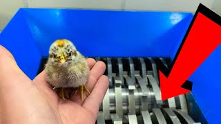 CUTE BABY CHICKEN VS SHREDDER EXPERIMENT [upl. by Dahsra785]