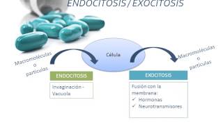 Tema 2 FARMACOCINÉTICA Absorción [upl. by Aneertak]