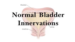 Normal Bladder Innervation  Physiology  Basics [upl. by Fradin696]