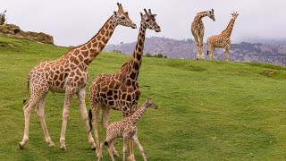 Welcome to the San Diego Zoo Safari Park [upl. by Morganstein86]