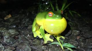 Redeyed tree frog [upl. by Medea]