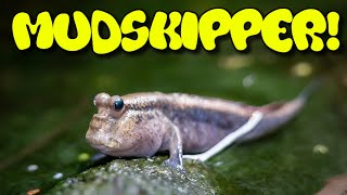 Mudskipper Care Guide [upl. by Lamrert]