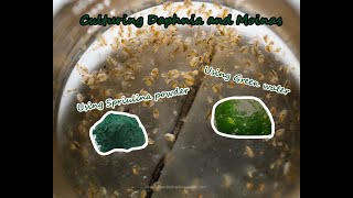 How To Culture Daphnia and Moinas using Green Water Spirulina powder [upl. by Kirven]