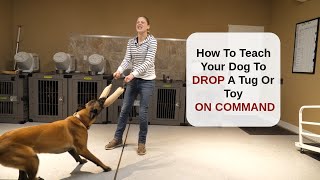 How To Teach Your Dog To Drop A Tug Or Toy On Command [upl. by Alahsal]