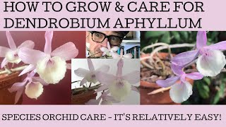 How to grow Dendrobium aphyllum orchid [upl. by Keane]