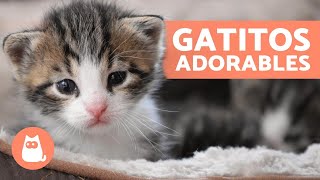 Vídeos de GATITOS BEBÉS 😻 ¡Gatos Tiernos y Graciosos [upl. by Sitnik990]