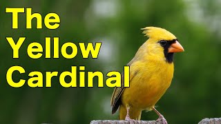 The Yellow Cardinal Explained by an Ornithologist [upl. by Efinnej]