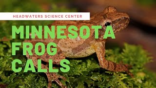 Minnesota Frog Calls [upl. by Norword829]