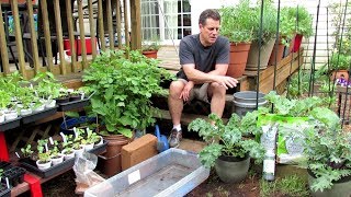 Container Gardening All About Worm Castings A Soilless Mix Refreshing Old Mix Moisture Control [upl. by Deutsch435]