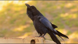 Male raven croaking [upl. by Gnok153]