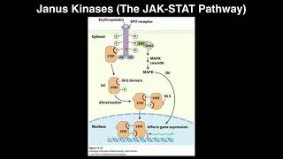 Biosignaling  Janus KinasesThe JAKSTAT Pathway [upl. by Trebleht]