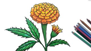 How to Draw Marigold Step by Step Very Easy [upl. by Alegnatal812]