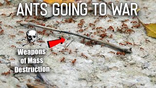 I Filmed Ants Going to War [upl. by Laurentium612]