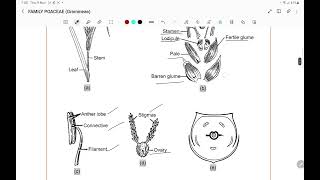 FAMILY POACEAE Gramineae [upl. by Aeret]