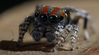 Best Spider Moments  Top 5  BBC Earth [upl. by Nnyroc]