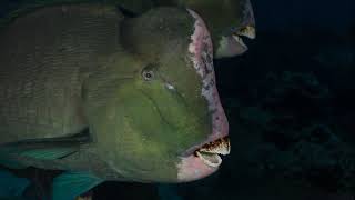 Facts The Humphead Parrotfish [upl. by Hoban]