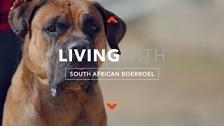 LIVING WITH SOUTH AFRICAN BOERBOEL [upl. by Ikkela]