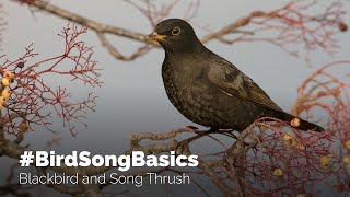 BirdSongBasics  Blackbird and Song Thrush [upl. by Divadnahtanoj]