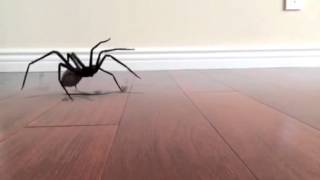 SPIDER JUMP SCARE [upl. by Amiel]