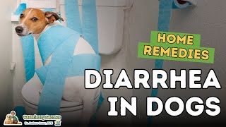 Diarrhea in Dogs How To Quickly Treat At Home [upl. by Lleynad]