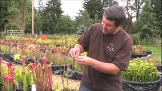 How to Pollinate Sarracenia Flowers [upl. by Burlie636]